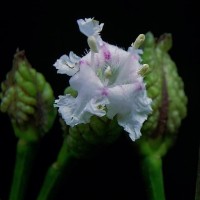 Strobilanthes walkeri Arn. ex Nees